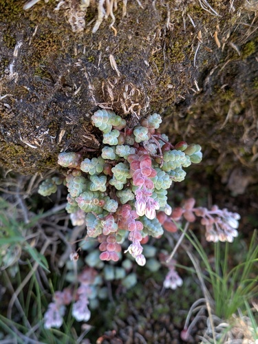 Sedum brevifolium, photograph 6