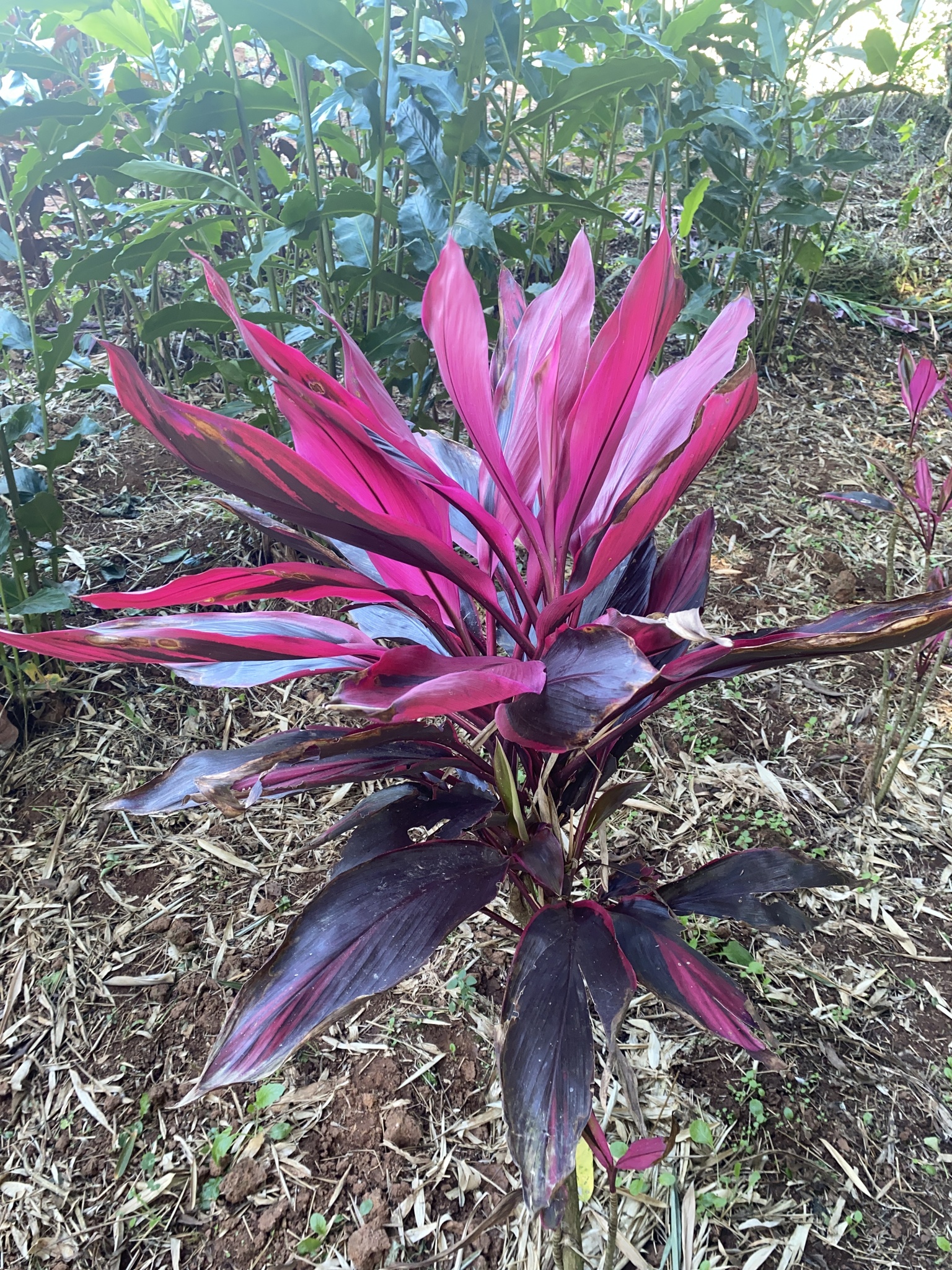 Cordyline fruticosa