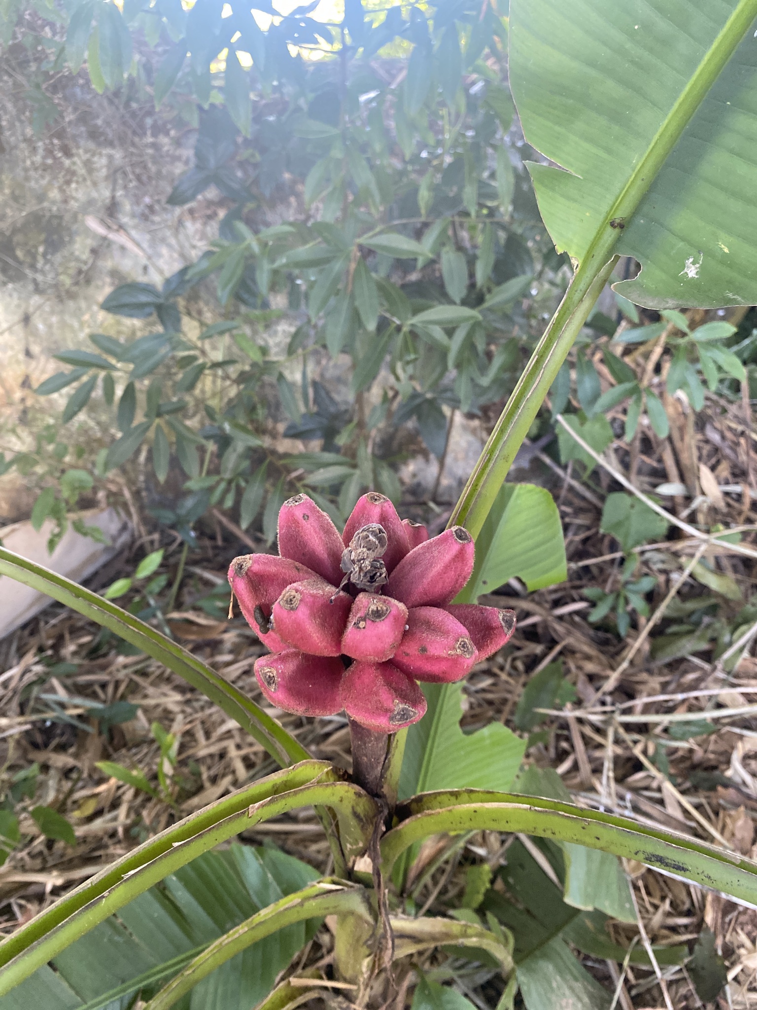 Musa velutina