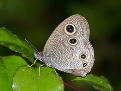 Ypthima multistriata