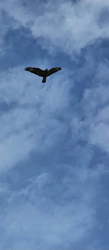 Common Buzzard