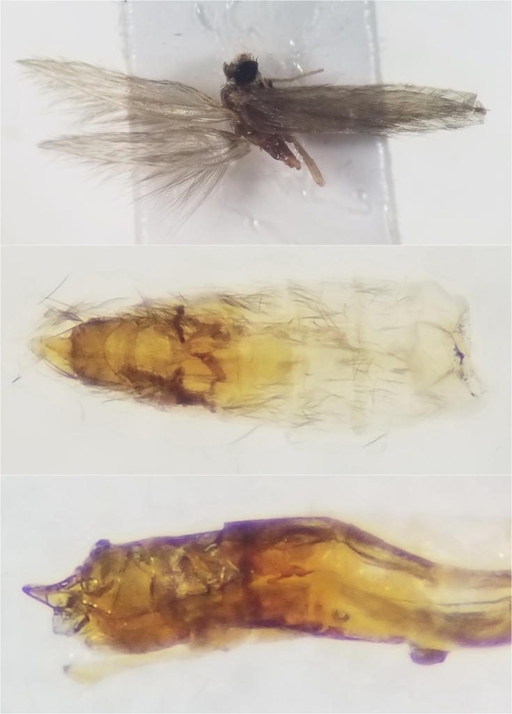 Hydroptila tineoides
