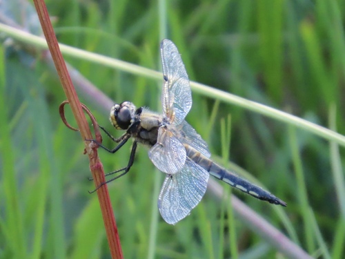 Four-spotted Skimmer