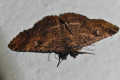 Toxonprucha repentis