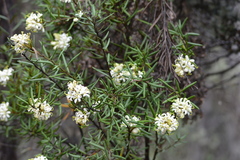 Lomatia polymorpha