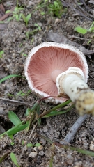 Agaricus austrovinaceus