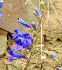 Penstemon heterophyllus australis