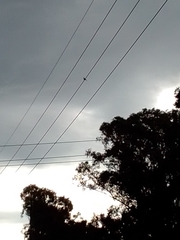 Streptopelia chinensis