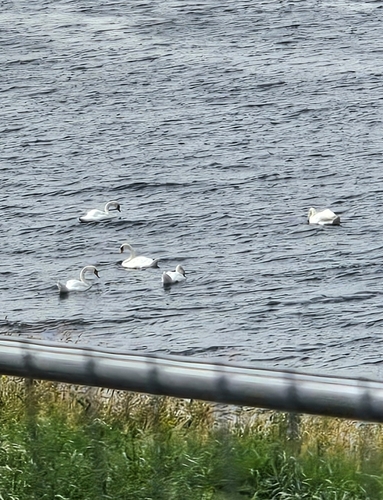 Mute Swan