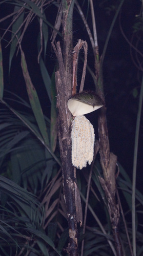 Bactris major, photograph 4
