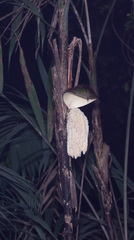 Bactris major, photograph (c) Dustin VanOverbeke, some rights reserved (CC BY)