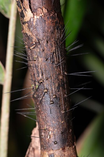 Bactris major, photograph 3