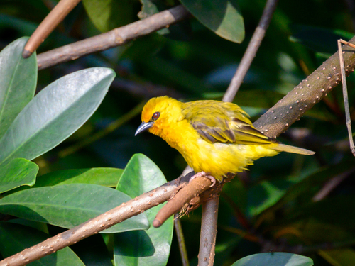 Orange Weaver