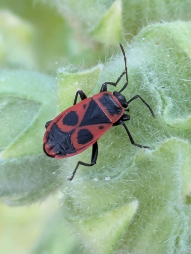 European Firebug