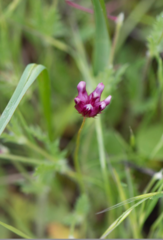 Trifolium depauperatum