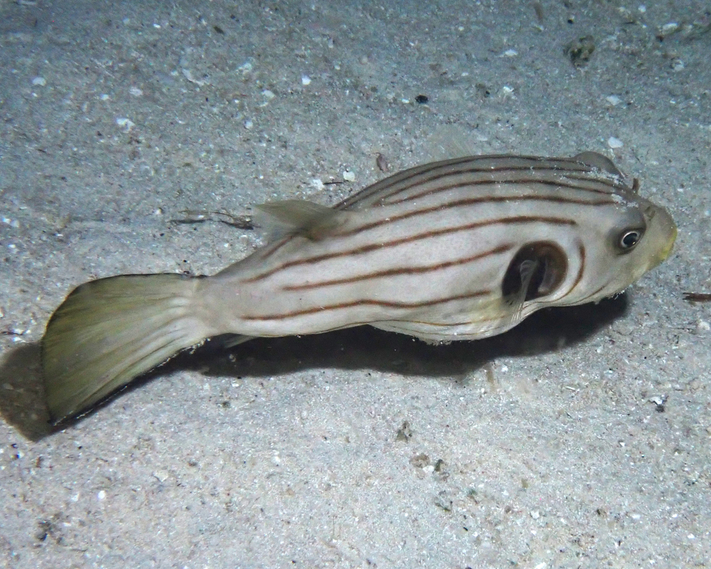 Narrow-lined Puffer