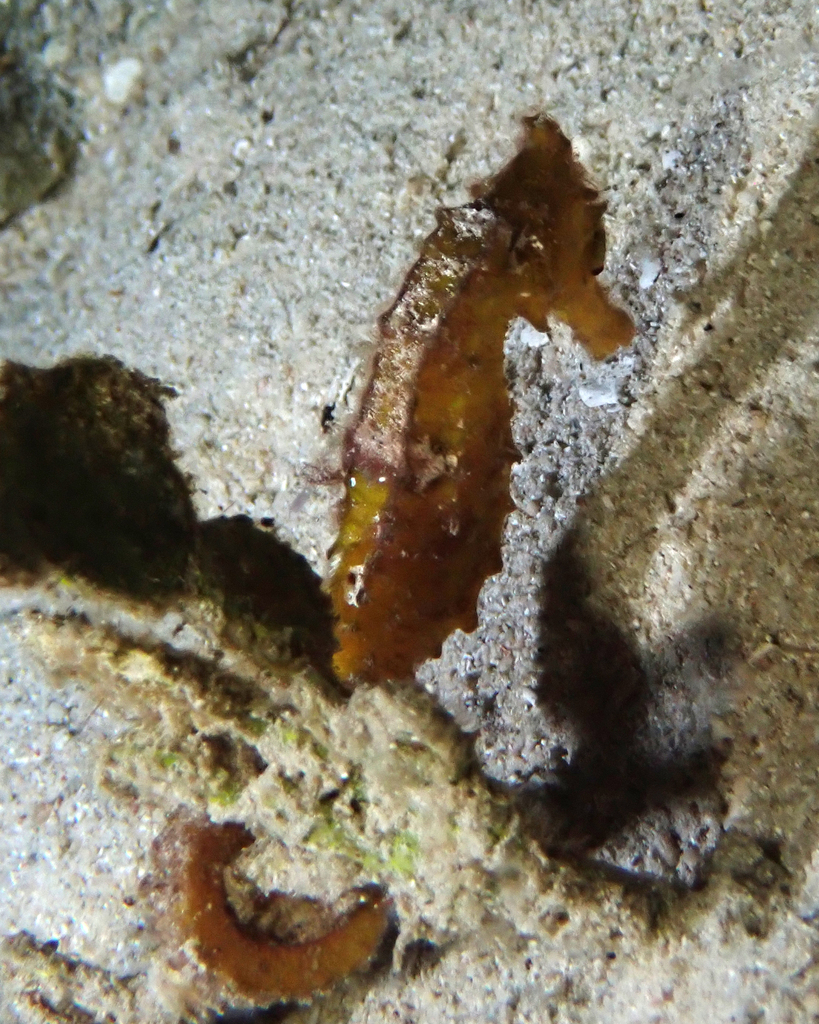 Orange estuary seahorse clinging to a rock