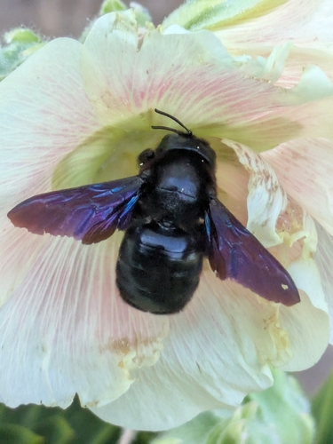 Xylocopa