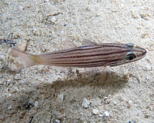 Cheilodipterus artus observed 2026-06-15