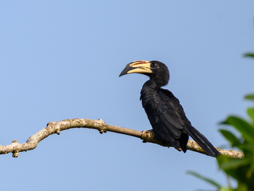 West African Pied Hornbill