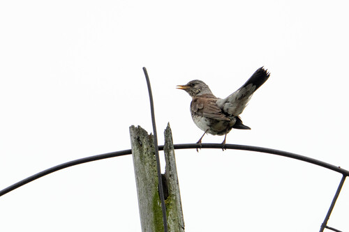 Fieldfare