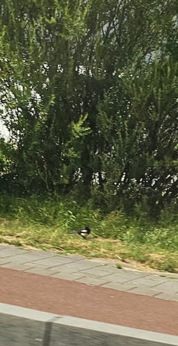 Eurasian Magpie