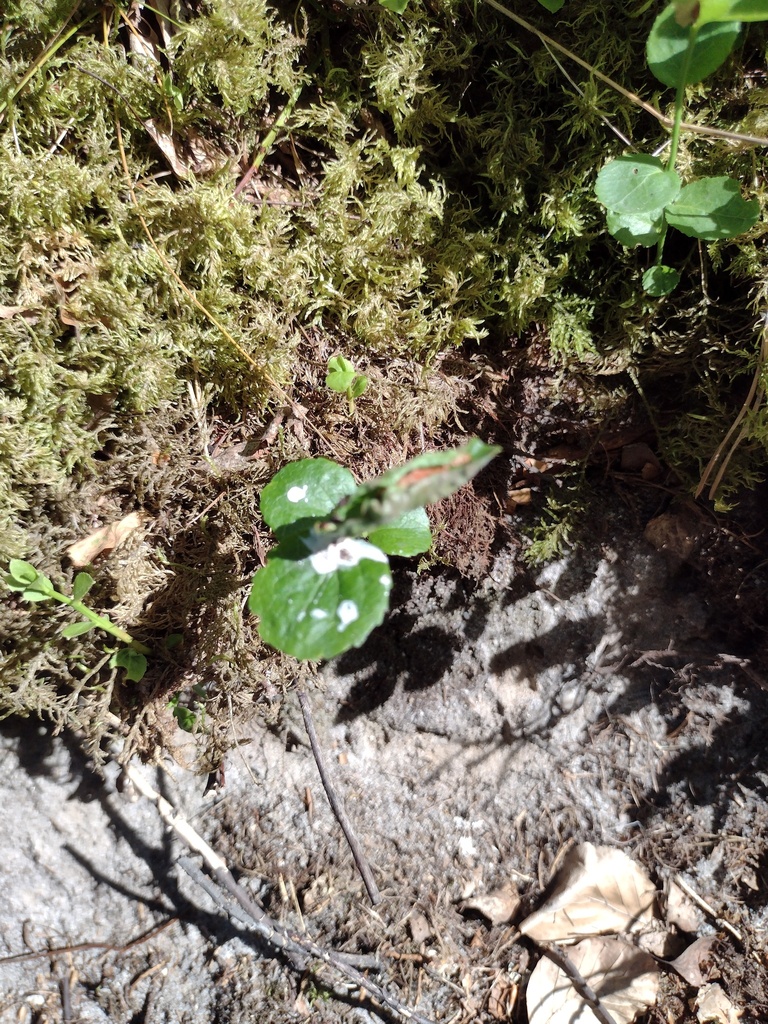 Jaapiella vacciniorum