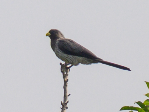 Western Plantain-eater