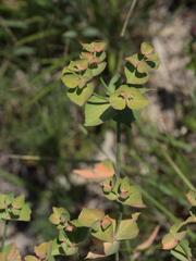 Euphorbia serrata