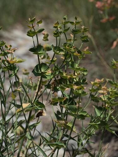 Euphorbia serrata, photograph 2