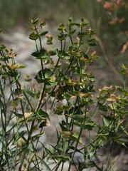(c) Daniel Cahen, some rights reserved (CC BY) Euphorbia serrata, photograph (c) Daniel Cahen, some rights reserved (CC BY)