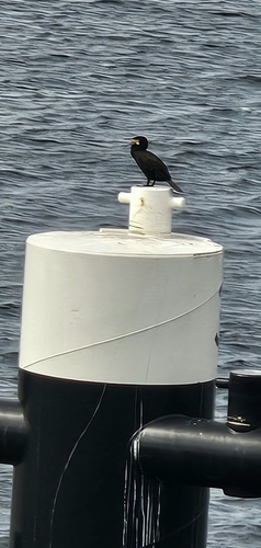Great Cormorant