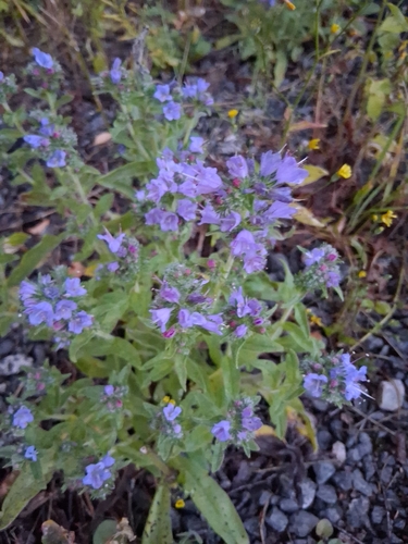 viper's-bugloss