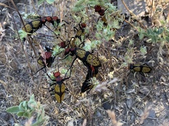 Tegrodera aloga