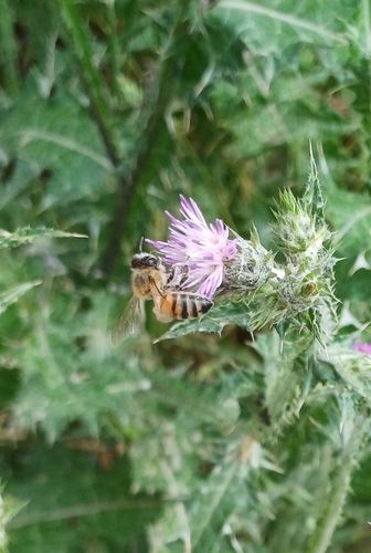 Western Honey Bee