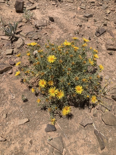 Anvillea garcinii