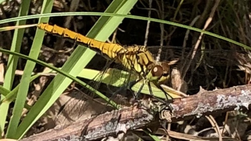 Ruddy Darter