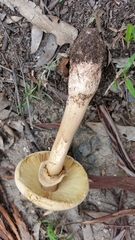 Saproamanita nauseosa