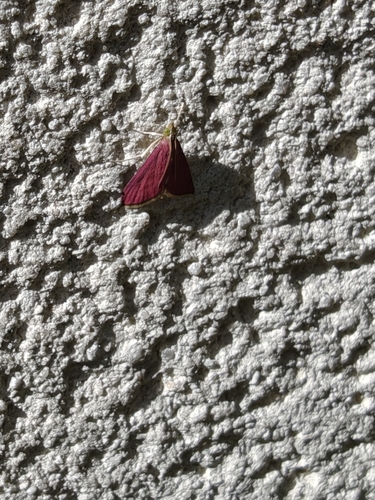 Pyrausta inornatalis
