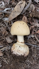 Amanita ochrophylla