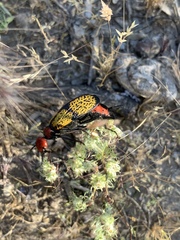 Tegrodera aloga