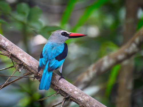 Woodland Kingfisher