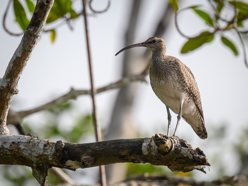 Eurasian Whimbrel