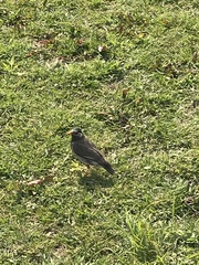 Spodiopsar cineraceus