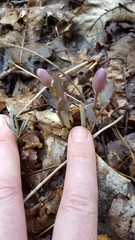 Jeffersonia diphylla