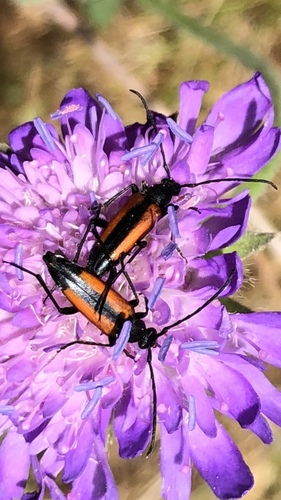 Black-striped Longhorn Beetle