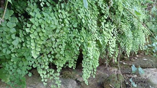 black maidenhair fern