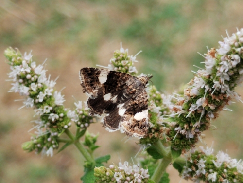 Four-spotted Moth