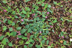 Indigofera dalzellii