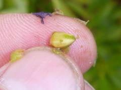 Myoporum aff insulare × laetum